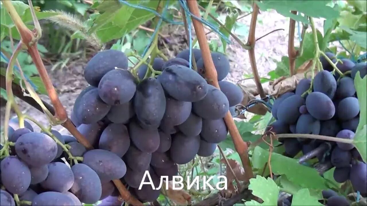 Алвика - Интернет-магазин саженцев винограда "Садова долина"