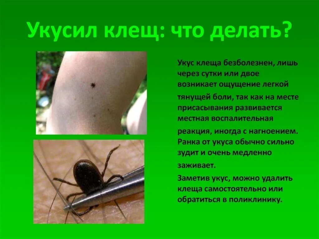 Какие симптомы при укусе энцефалитного клеща. Энцефалитный клещ симптомы.