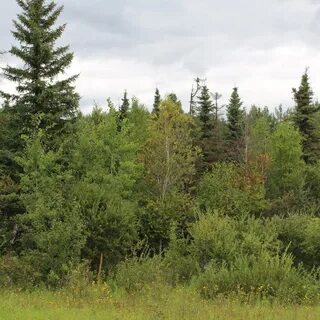 Куст густой лес