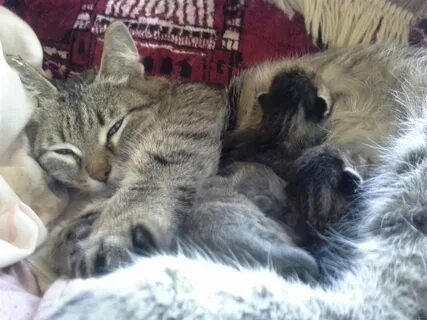 Кошка окотилась