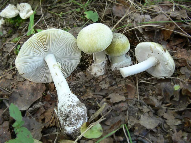 Бледная поганка. Бледная поганка гриб. Бледная поганка (Amanita phalloides). Бледная поганка гриб отравление. Тип бледной поганки