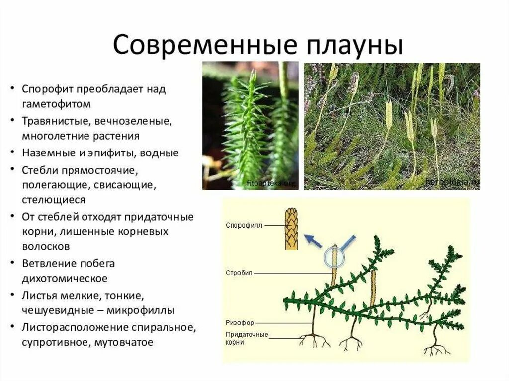 Плаун и хвощ общее. Спорофит плауна. Придаточные корни плауна булавовидного. Цикл плауна. Строение корня плауна.