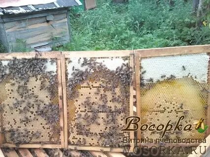 Плюсы пчел
