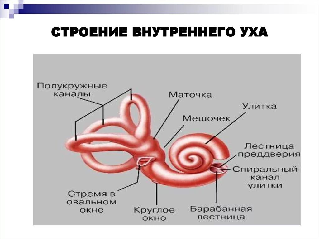 Строение улитки внутреннего уха анатомия. Схема внутреннего уха улитка. Строение внутреннего уха человека анатомия. Анатомия улитки внутреннего уха. 3 отдела улитки