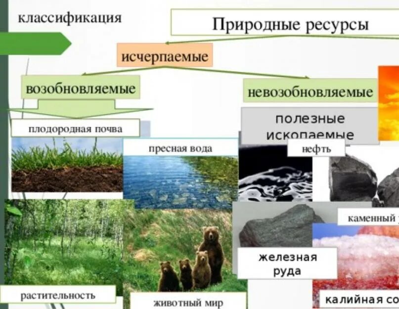 К полезным ресурсам относят