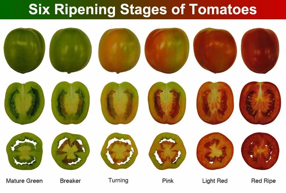 Tomatoes are under butter перевод на русский. Цвет tomato. ripe tomatoes. green when ripe томат. томат истинные цвета.