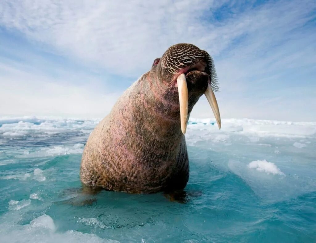 Тихоокеанский морж (Odobenus rosmarus divergens). Антарктида морж. Морж Аляски. Морж WWF.
