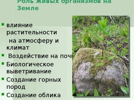 Роль живых организмов в почве
