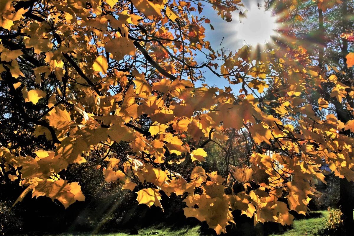 отражение в капле воды. осень солнце. прозрачное солнце осени сфера отзывы. стояла осень в солнце и туманах. осенние листья.