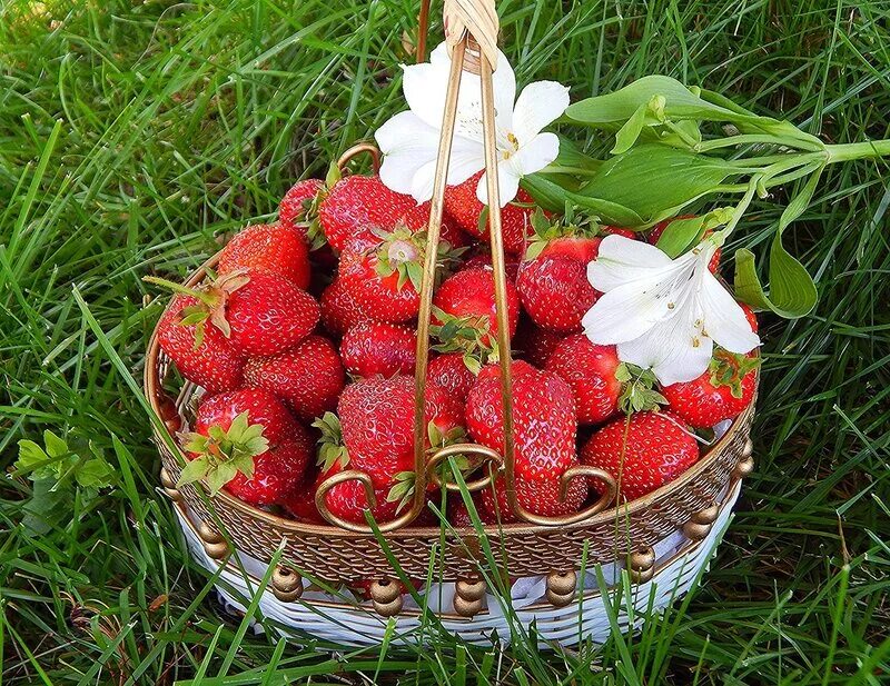Клубника в лукошке. Корзина с клубникой. Корзина с клубникой в подарок. Торт корзинка с фруктами. Корзина с клубникой.