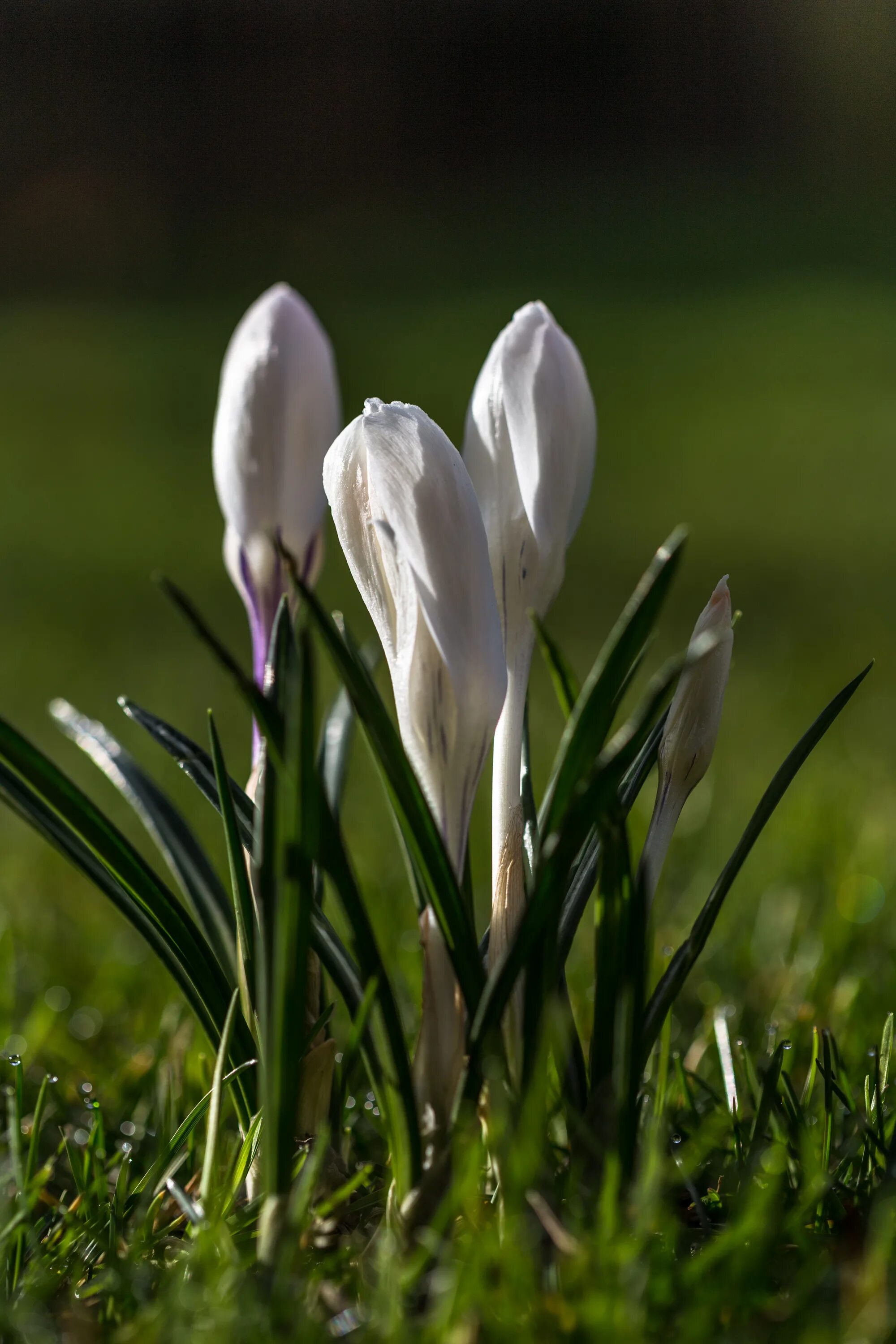 Подснежник Крокус Галантус. Пролески, подснежники, крокусы. Пролеска Крокус Галантус. Крокус цветок белый. Первые белые весенние цветы