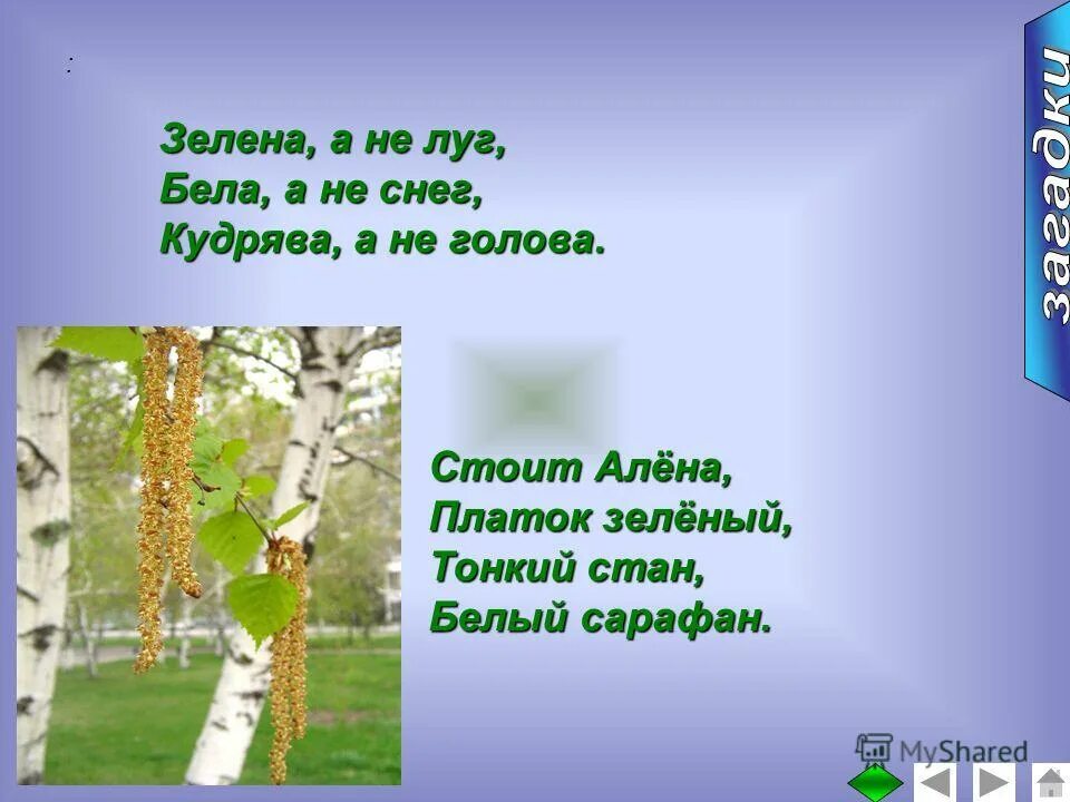 Загадка стоит алена платок. Береза для презентации. Платок зеленый тонкий стан белый сарафан. Загадка про березу. Проект о слове береза.