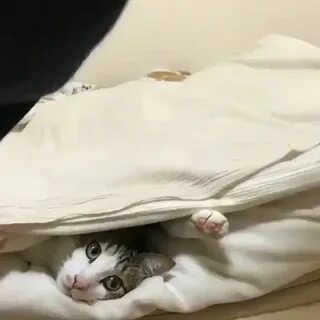 Котик в одеяле