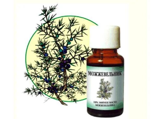 Можжевельник пржевальский. Можжевельник обыкновенный ягоды. Шишкоягоды можжевельника. Можжевельник состав. Можжевельник верес.