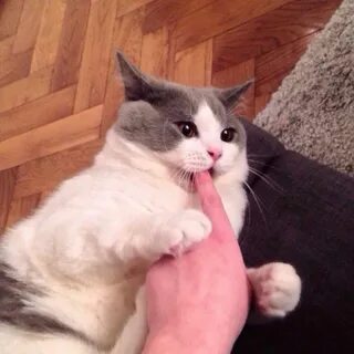Пикчи котиков