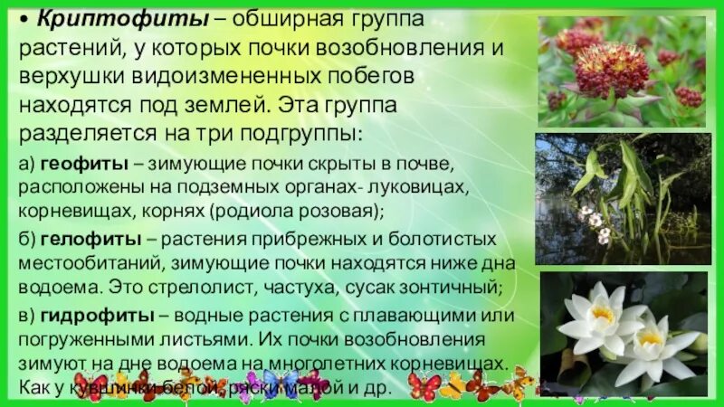 Гемикриптофиты это