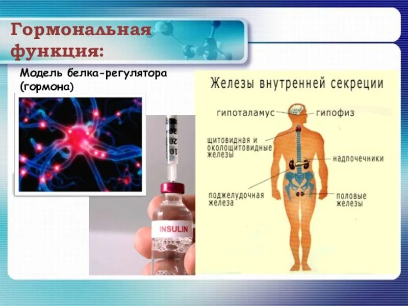 Гормоны выполняют функцию ответ. Гормональная функция. Гормональная функция белка. Гормональнач функия белков. Белки гормональная функция.