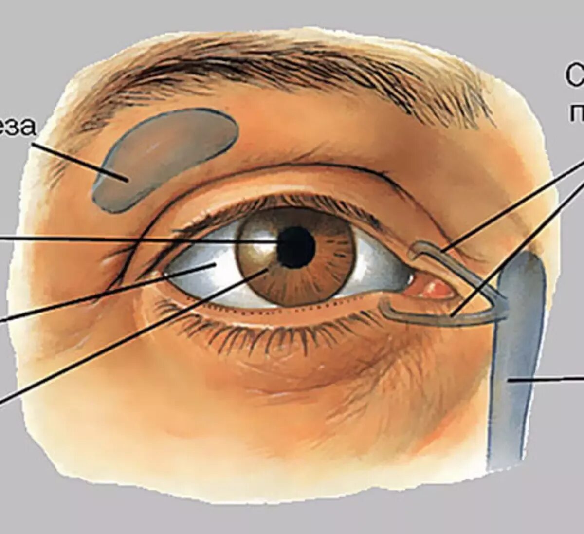 Вспомогательный аппарат глаза. Вспомогательные органы глаза. Вспомогательные структуры глаза.