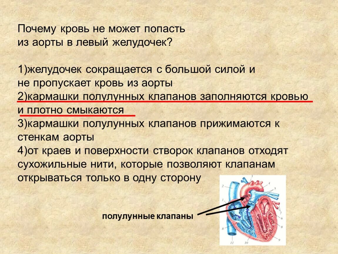 Кровь в левое предсердие попадает. Почему кровь не может попасть из аорты в левый желудочек сердца. Кровь в левый желудочек попадает. Почему кровь не может попасть из аорты в левый желудочек. Из левого желудочка кровь попадает.