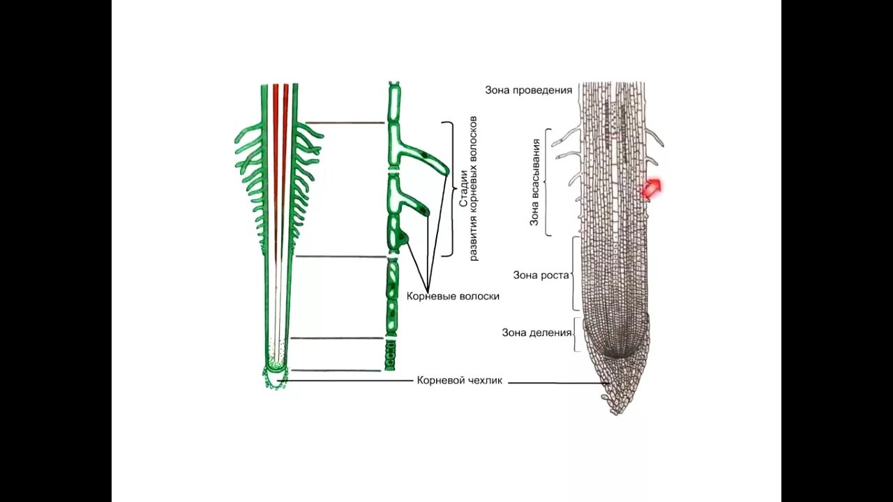 Строение молодого корня фасоли под микроскопом. Корневая система корневой чехлик. Строение корневого волоска растения. Корневые волоски 6 класс биология. Ботаника корень и корневая система.