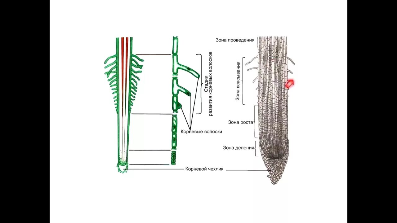 Видео корневых. Корневая система корневой чехлик. Строение корневого волоска растения. Корневые волоски 6 класс биология. Ботаника корень и корневая система.