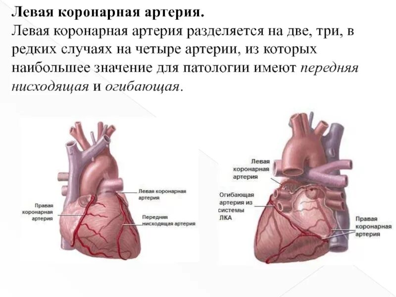 Коронарные артерии кровоснабжают. Левая огибающая коронарная артерия кровоснабжает. Передняя нисходящая ветвь левой коронарной артерии кровоснабжает. Коронарные артерии и венечные артерии.