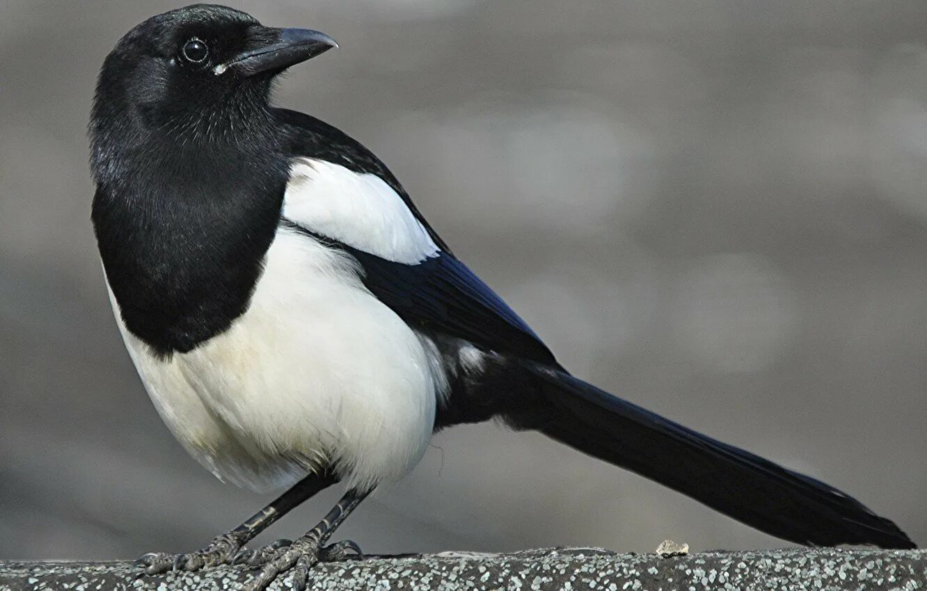 Зимующие птицы сорока. Сорока сибирь. Сорока pica pica. Сорока зимой. Семейство врановые сорока.