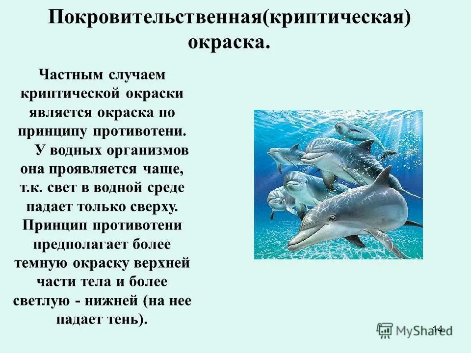 Черты приспособленности к среде обитания снежного. Дельфины приспособление к среде обитания. Водная среда обитания Дельфин. Приспособленность дельфинов к водной среде. Приспособленность к жизни в водной среде