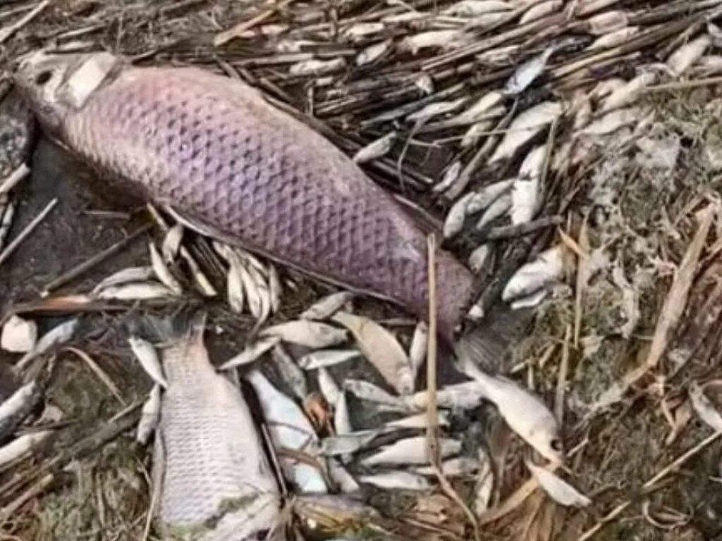 Гибель рыбы на водохранилище в калмыкии. Мор рыбы. Замор рыбы чухлома. Мор рыбы. Мор рыбы.