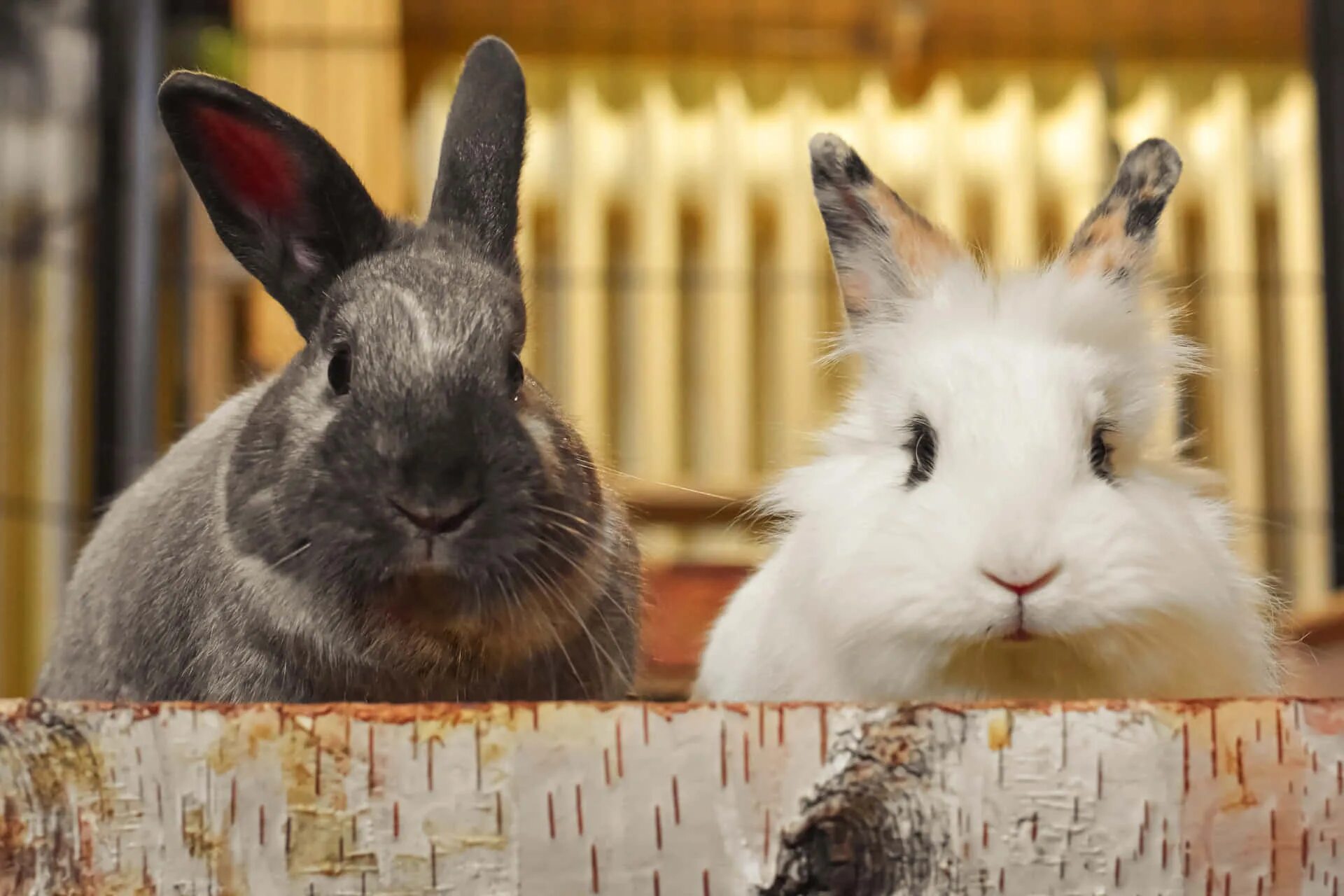 Six rabbits