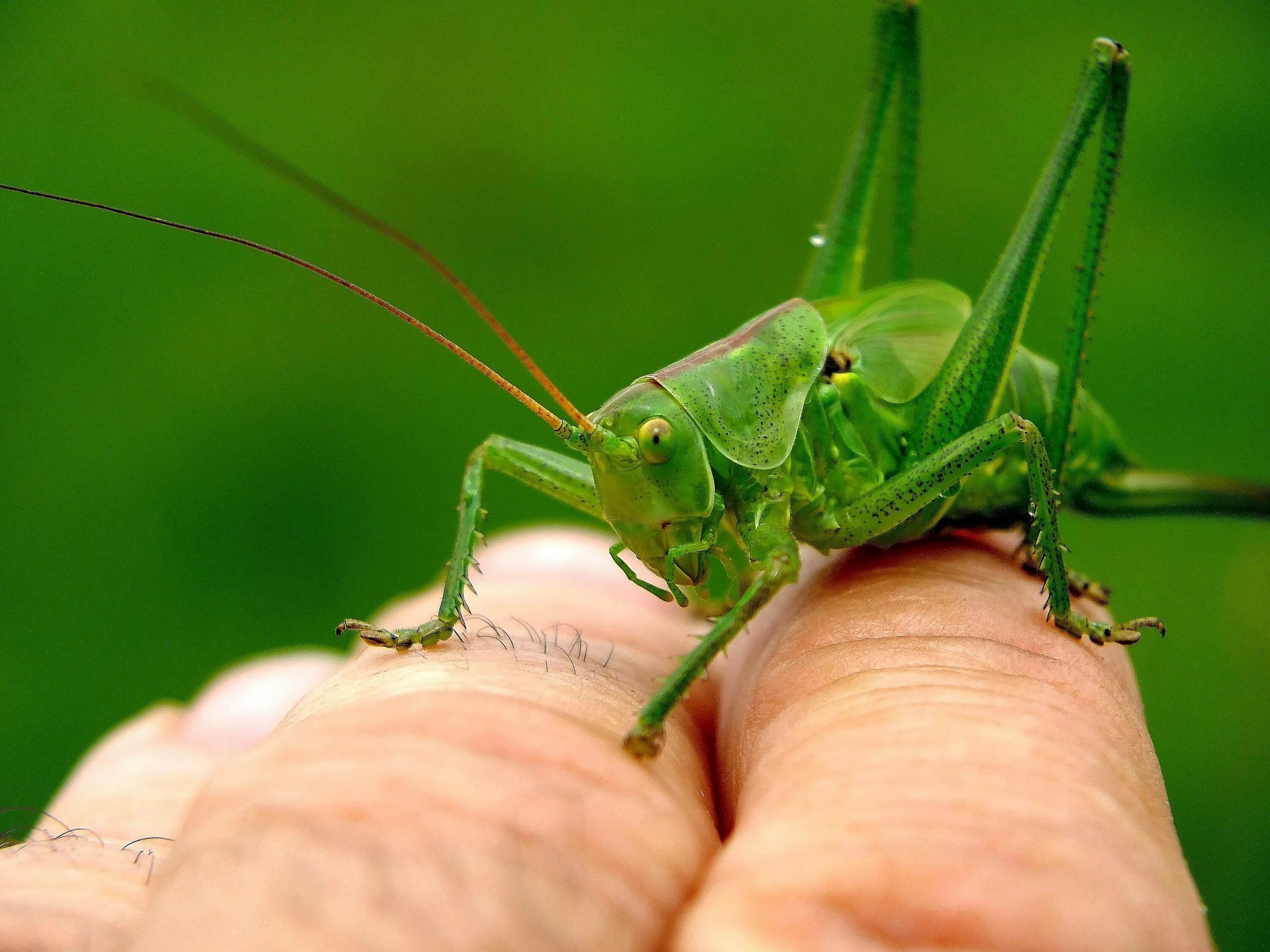 Богомол Creobroter meleagris. Саранча насекомое. Мадагаскарский кузнечик. Кузнечик Саранча сверчок богомол. Кузнечик пальчик