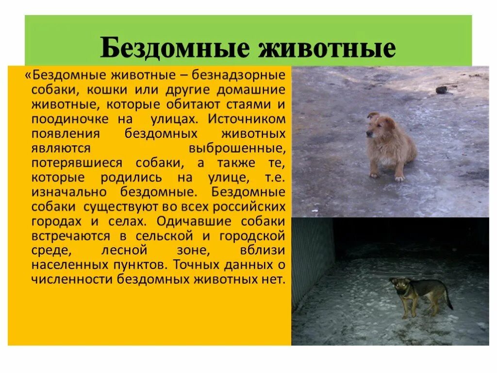 Проект про бездомных животных. Бездомные собаки. Презентация по теме бездомные животные. Эссе бездомные животные на английском. Проект про бездомных животных.