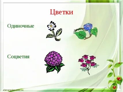 Цветок и соцветие