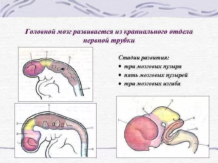 Трубка в мозгу. Головной мозг спинной мозг нервная система. Тмс аппарат. Трубка в мозгу. Мозг устал.