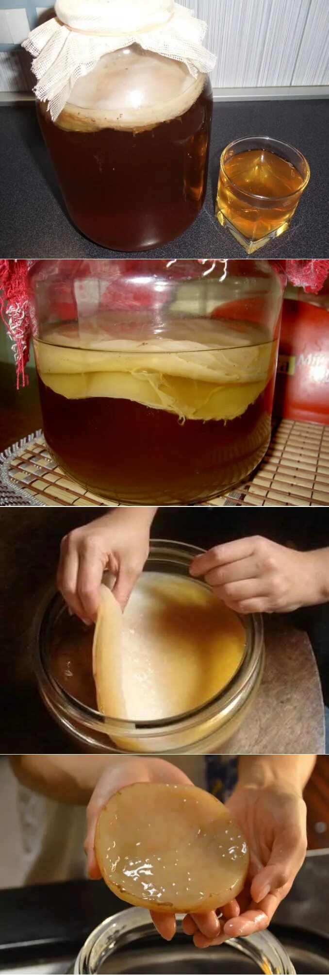 Чайный гриб утонул. Чайный гриб - Комбуча. Чайный гриб 10 литров. Комбуча модный чайный гриб. Чайный гриб этапы роста.
