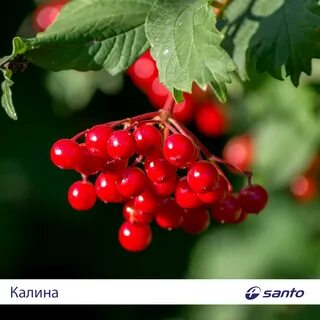 Ах калина красная