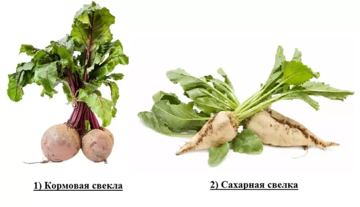 Кормовая свекла и сахарная свекла. Отличие сахарной свеклы от кормовой. Сахарная свекла и кормовая. Отличие сахарной свеклы от кормовой. Технология возделывания кормовой свеклы.
