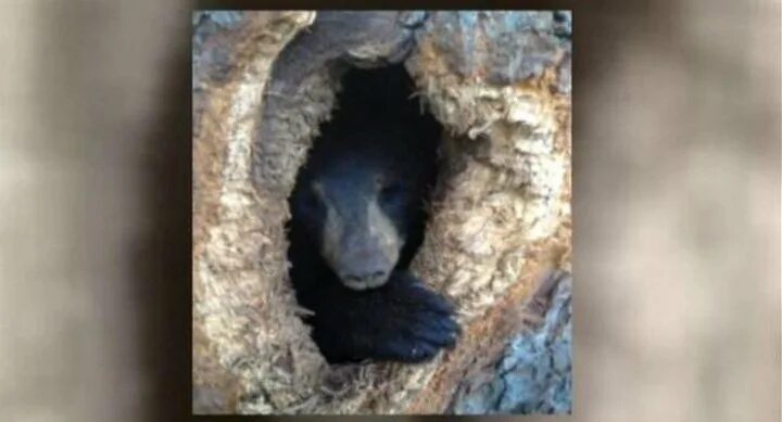 Доносились странные звуки. Медведь застрял в дупле. Медведь из дупла. Медведь застрял в деревье. Фото собаки которая застряла в дереве.