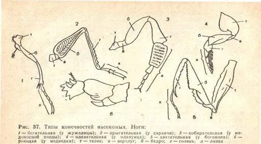 Конечности пчелы и кузнечика ласты дельфина. Типы конечностей насекомых. Клоп Тип конечностей. Ходильные конечности насекомых. Строение конечностей насекомых.