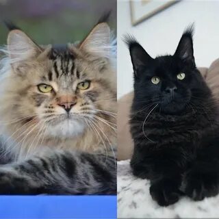 Виды кун