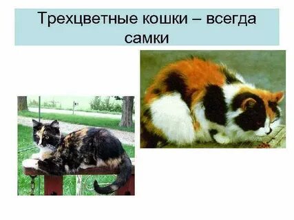 Генотип черепаховой кошки