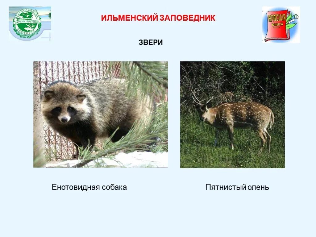 Ильменский заповедник редкие животные. Ильменский заповедник редкие животные. Ильменский минералогический заповедник животные. Ильменский заповедник редкие животные. Ильменский минералогический заповедник животные.