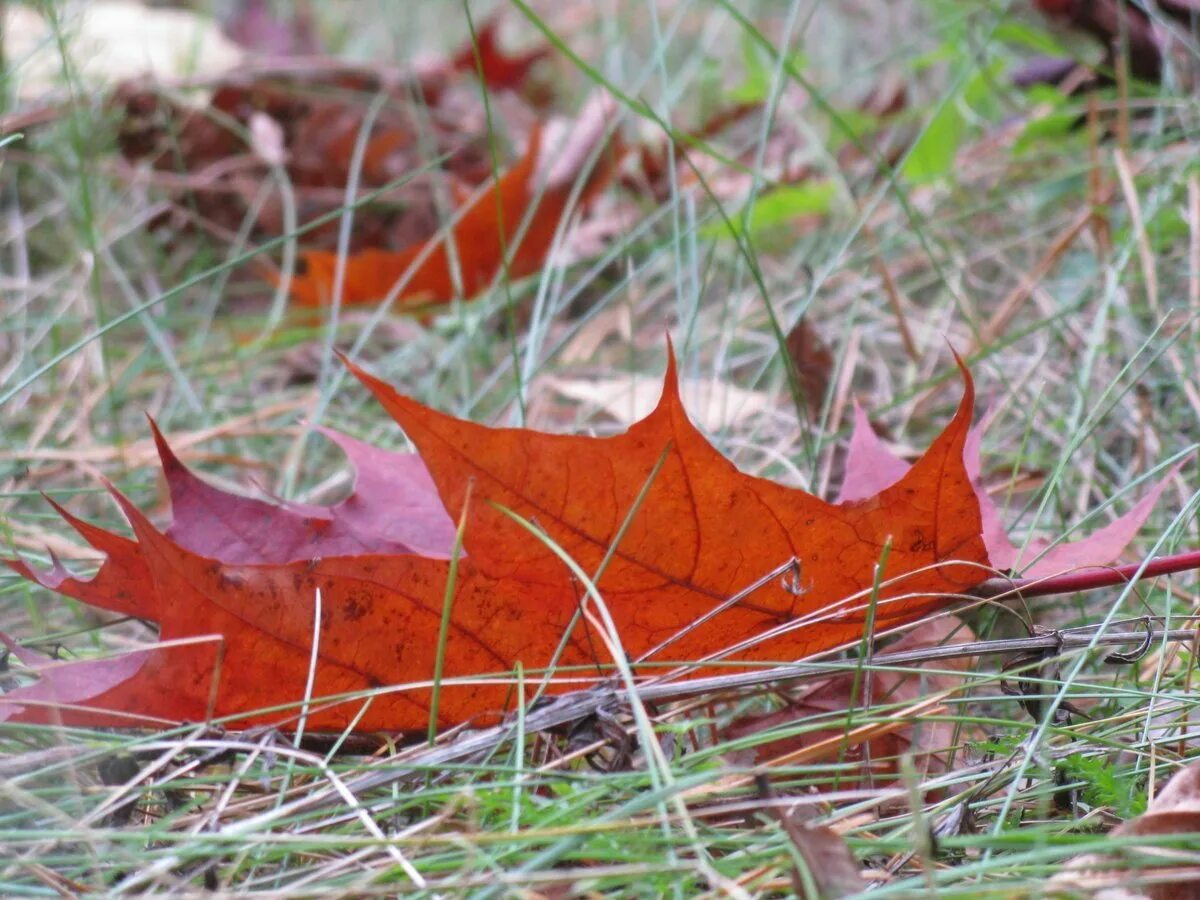 Дерево с оранжевыми листьями. Осенняя листва. Рыжая с осенними листьями. Осенняя девушка. Лист клена.