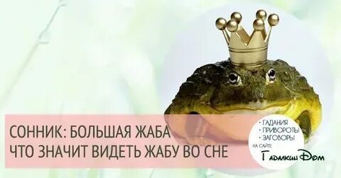 Сон лягушки жаба