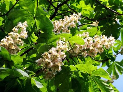 Песня каштаны