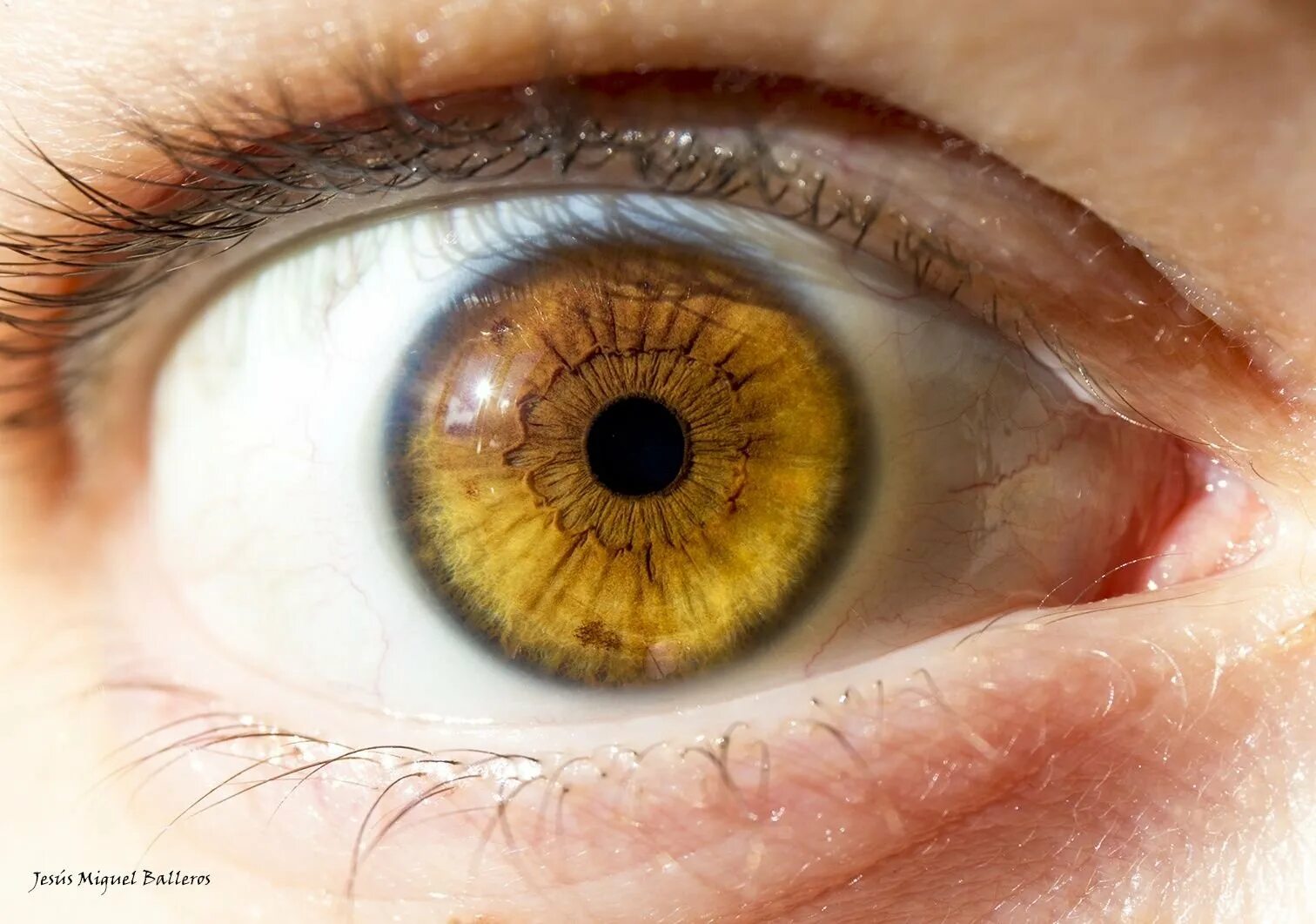 Буро желтые глаза. Глаза цвета янтаря. Карие глаза янтарь. Янтарный цвет глаз. Зелено янтарные глаза.