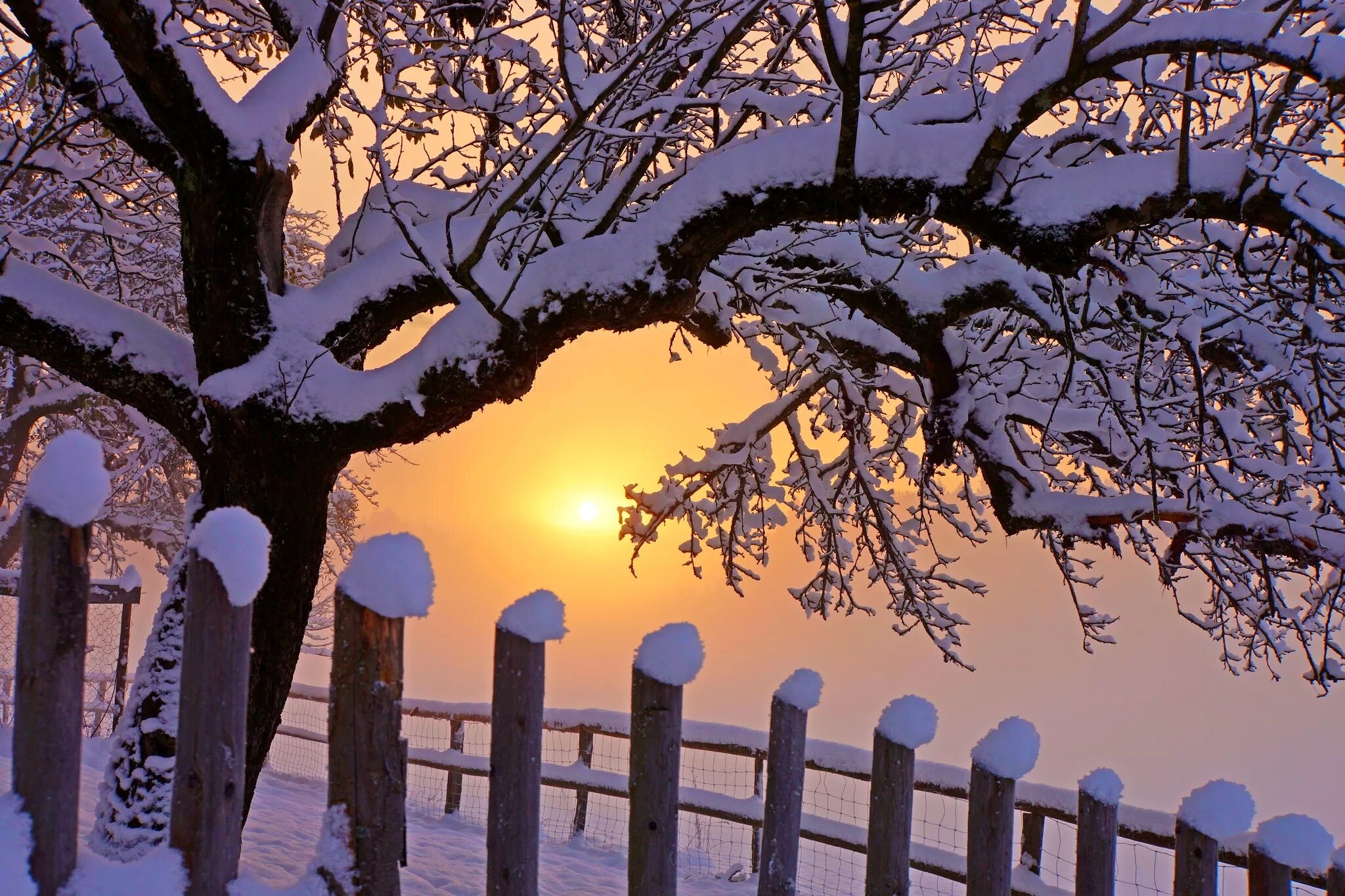 Красивые деревья зимой. Зимний пейзаж. Красивые деревья в снегу. Зимние обои. Зима красивые деревья