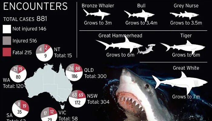 Статистика нападения акул на людей в мире. Статистика нападения акул на людей по годам.