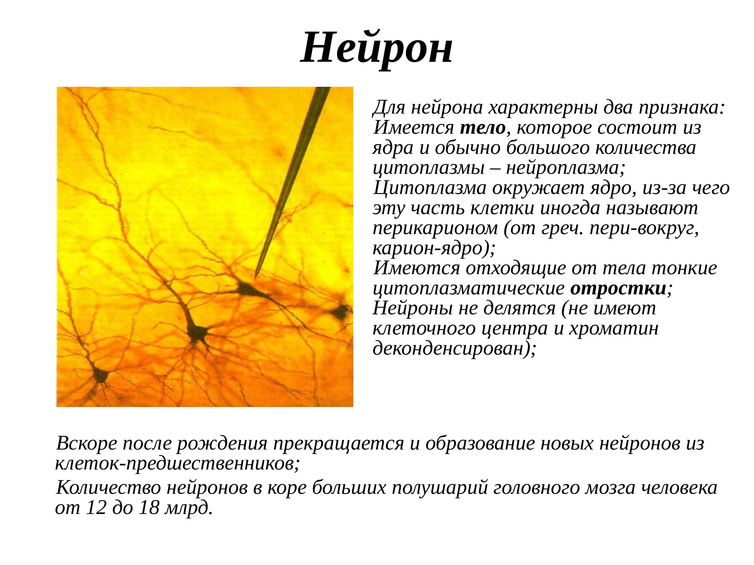 Типичный нервный. Для нейрона характерно. Для нейронов характерна. Для нервных клеток нейронов не характерно. Признаки нервной клетки.