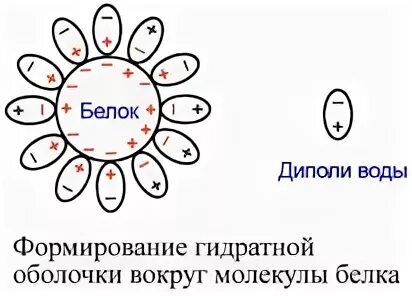 Что придает положительный заряд белкам